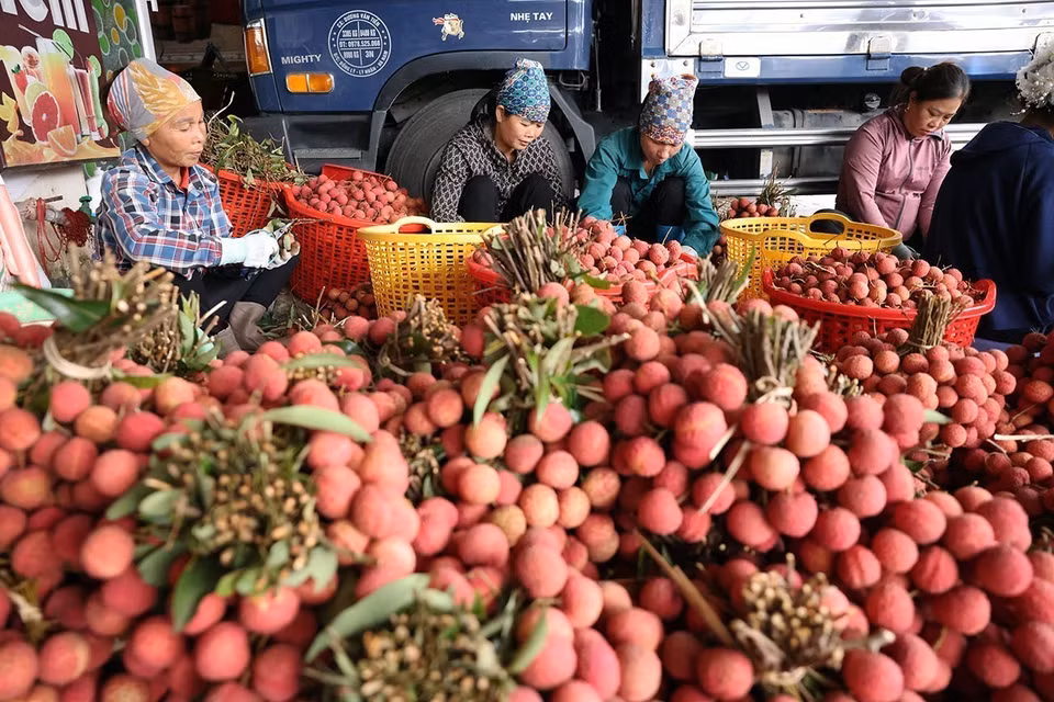 Le litchi de Bac Giang est actuellement exporté vers plus de 30 pays et territoires. Cela témoigne de sa conformité à des normes rigoureuses en matière de technologie de production et de sécurité alimentaire. Photo : Vu Sinh - VNA