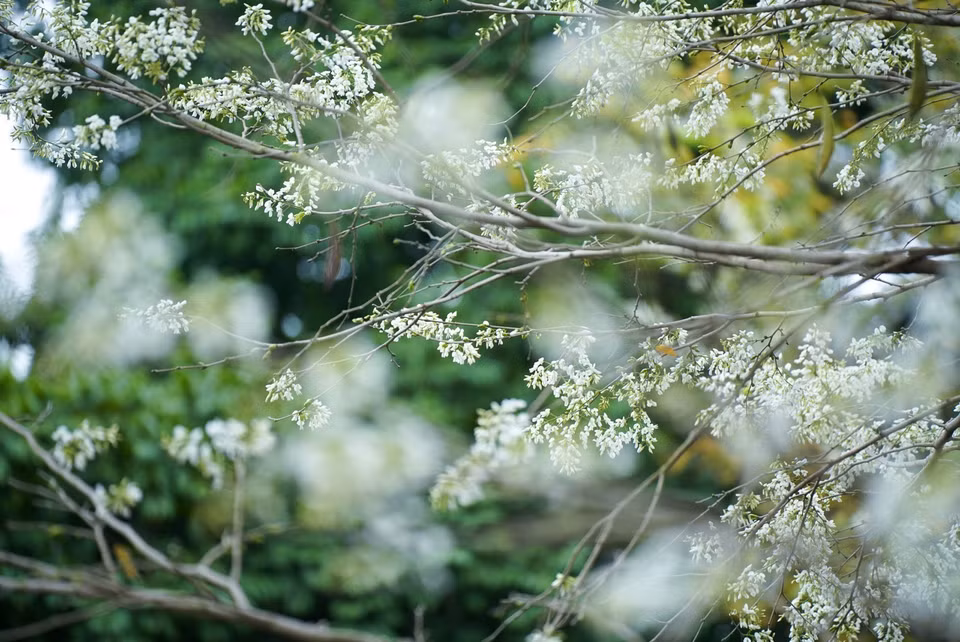Les fleurs de "sua" commencent à fleurir dans les rues et ruelles de la capitale au début du mois de mars, quand le temps est encore un peu froid. Photo : VNA