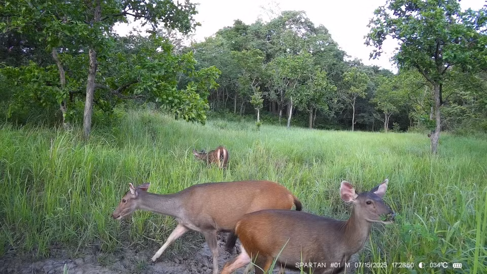 Un troupeau de cerfs photographié dans la réserve. Photo : CCD