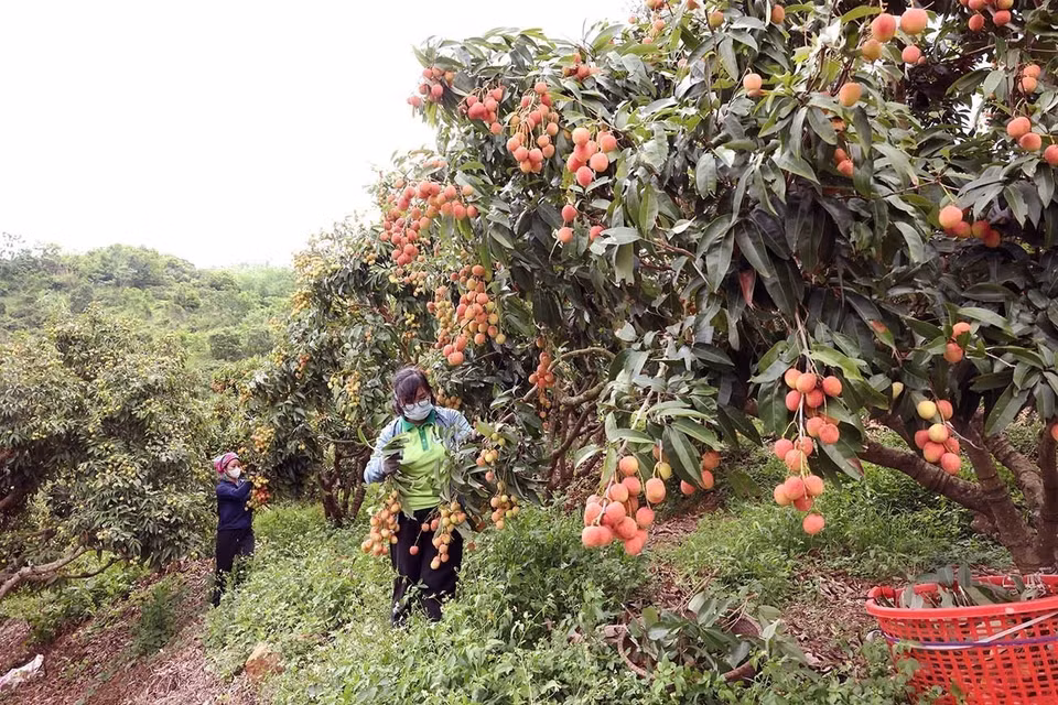 La coopérative Luc Ngan Xanh, située dans le district de Luc Ngan de la province de Bac Giang, est actuellement en pleine période de récolte de litchis. Cette production se distingue par sa conformité aux normes VietGAP, garantissant ainsi une qualité et une sécurité alimentaire rigoureuses pour ses fruits. Photo : Vu Sinh - VNA