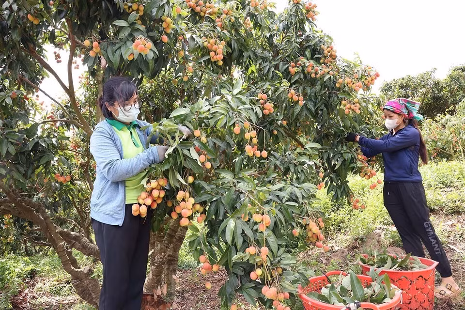 En pleine saison de litchi à Bac Giang. Photo : Vu Sinh - VNA