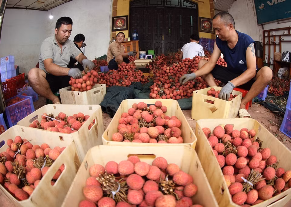 Tri et conditionnement de litchis pour l'exportation au district de Luc Ngan, province de Bac Giang. Photo : Vu Sinh - VNA