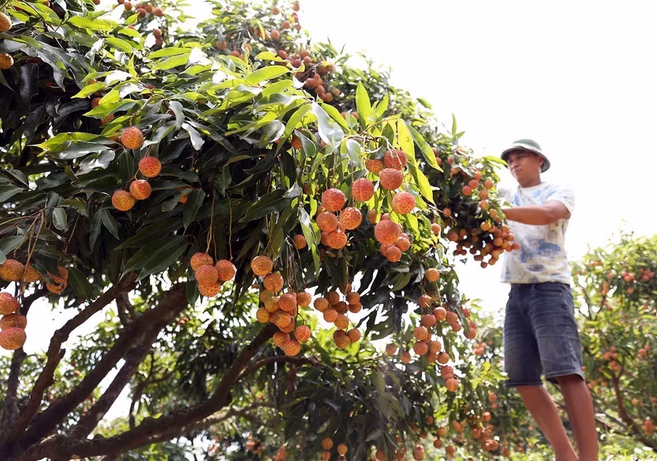 La récolte principale du litchi à Bac Giang se déroule du 10 juin au 25 juillet. Photo : Vu Sinh - VNA