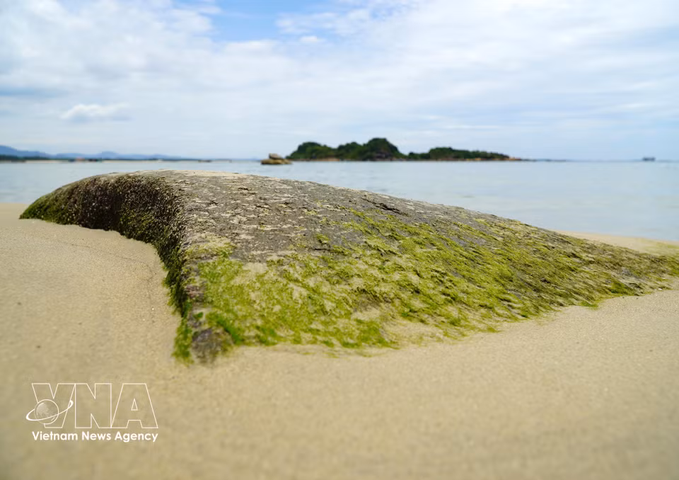 Les rochers situés en bord de mer sont recouverts de tapis d'algues . Photo : VNA