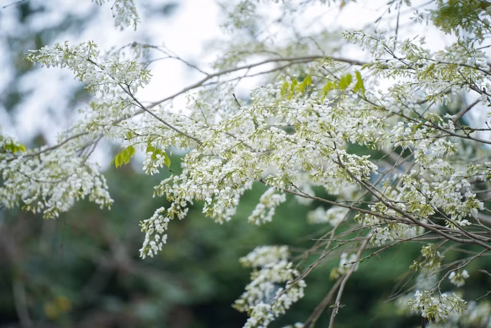 Les fleurs de "sua" fascinent les habitants de Hanoï et de nombreux visiteurs. Photo : VNA