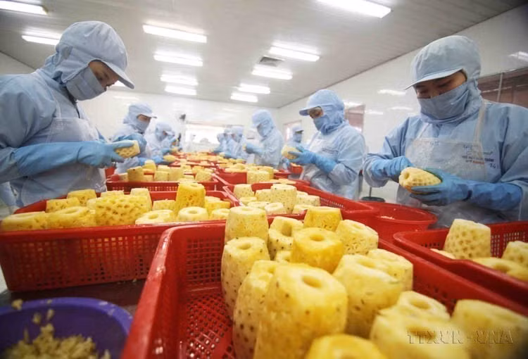 Le Vietnam exporte une gamme variée de produits vers la Lituanie. Ces exportations incluent des denrées agricoles essentielles telles que le riz, des produits aquatiques, des légumes, du thé, du poivre, des noix de cajou et des produits en bois. La photo montre la transformation d'ananas en conserve à l'usine de la société par actions d'import-export de produits agricoles An Giang. Photo : VNA