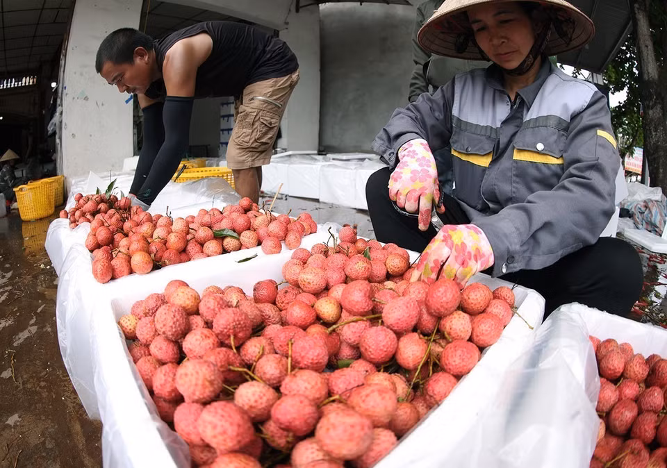 Selon le Département de la production et de la protection des plantes (relevant du ministère de l'Agriculture et de l'Environnement), la province de Bac Giang maintient sa position de leader national en matière de production de litchis, avec un volume dépassant les 173 000 tonnes. Photo : Vu Sinh - VNA