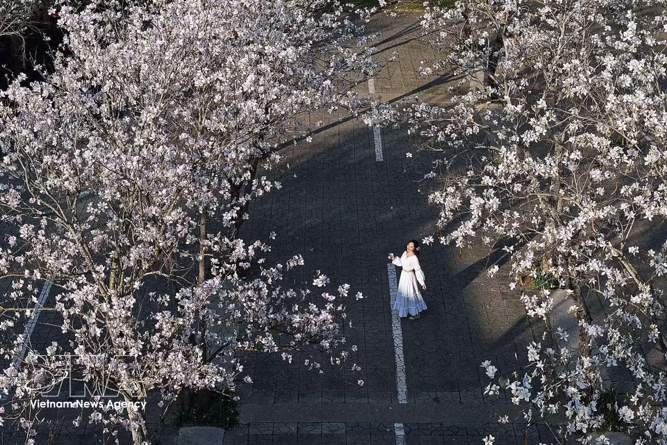 Sur la place Tay Bac, les fleurs de bauhinie créent un décor romantique et enchanteur. Photo : Quang Quyet – VNA.
