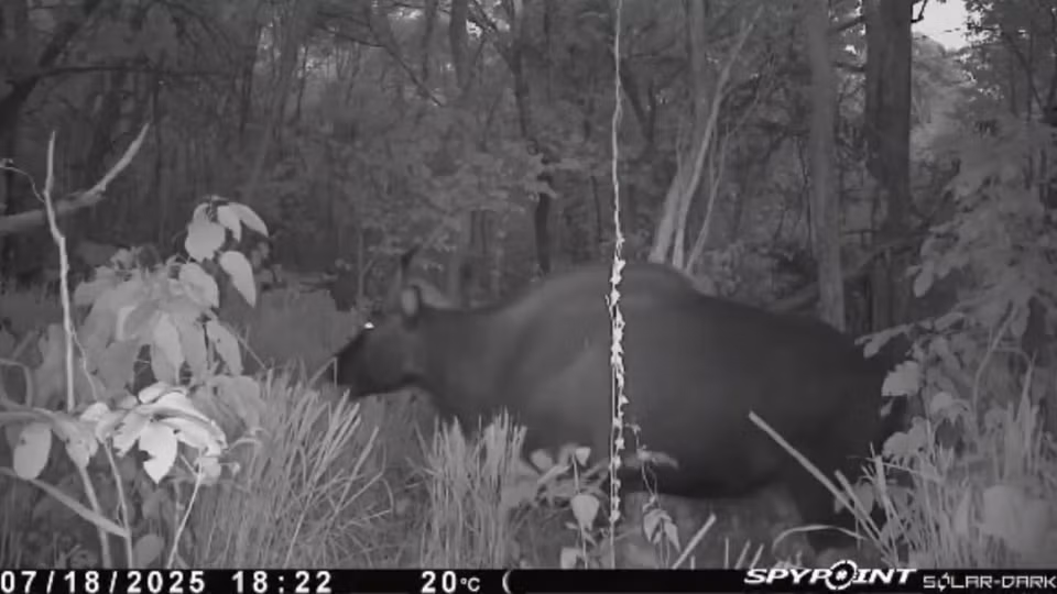 Un gaur capturé par piège photographique. Photo : CCD