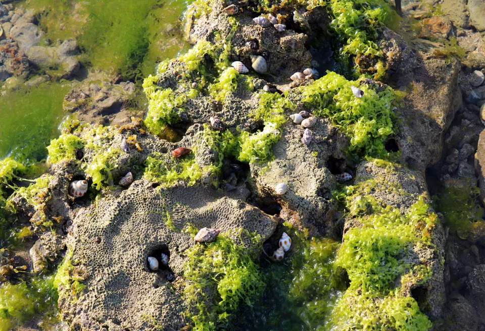 Des escargots et d’autres créatures vivent dans la couche d’algues. Photo : VNA