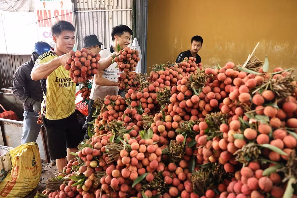 Les ménages bénéficient de formations et d'un suivi rigoureux concernant les techniques de soin des cultures, l'usage des pesticides, l'augmentation progressive de la part des engrais organiques, ainsi que la tenue de registres de production détaillés. Ces initiatives visent à garantir le respect des exigences strictes imposées par des marchés exigeants, tels que le Japon, les États-Unis, l'Union Européenne et l'Australie. Photo : Vu Sinh - VNA