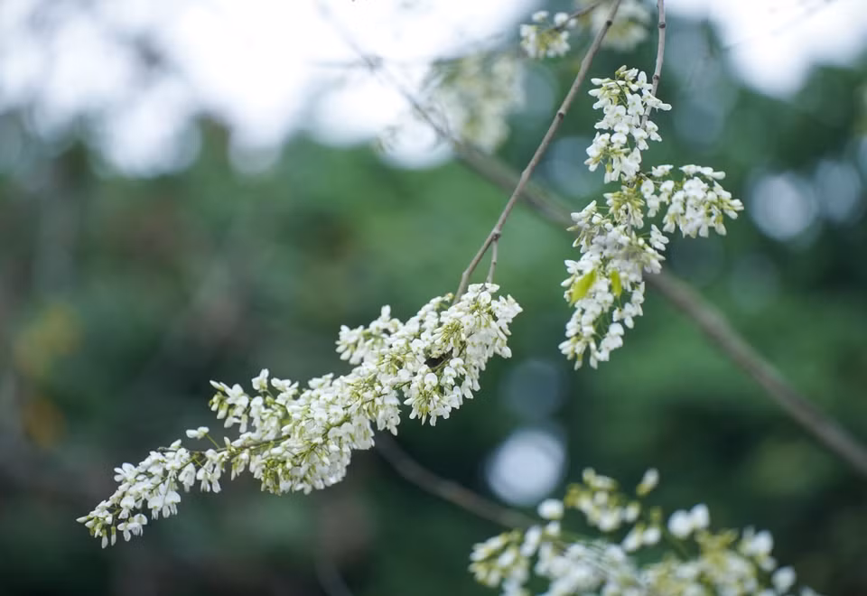 Les fleurs de "sua" s'épanouissent seulement pendant quelques semaines au printemps. Photo : VNA