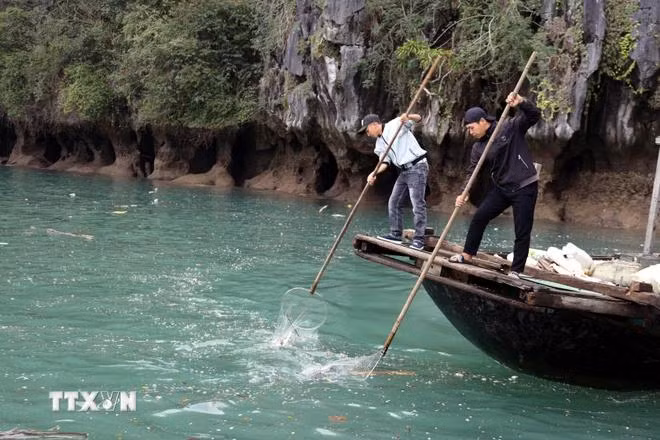 ha long.webp