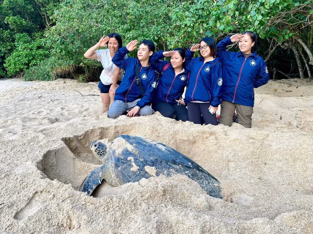 tortues marines.jpeg