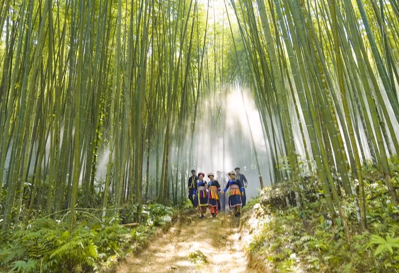 forêt de bambous Pù Lâu.jpg