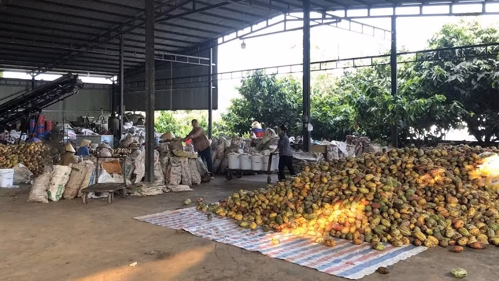 cacao.jpg