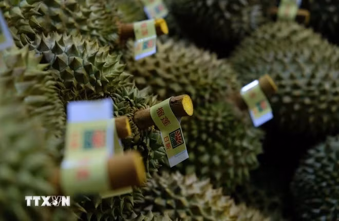 Les durians sont soigneusement triés avant d'être emballés pour l'exportation vers la Chine. Photo : Nguyen Dung/VNA