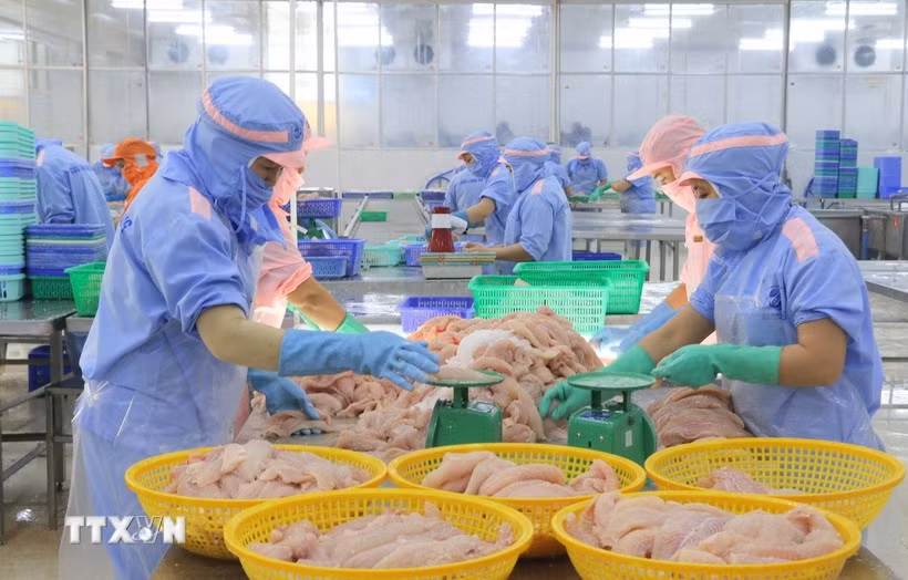 Chaîne de transformation de crevettes destinées à l'exportation dans une usine de Minh Phu Seafood, dans la province de Ca Mau. Photo : VNA