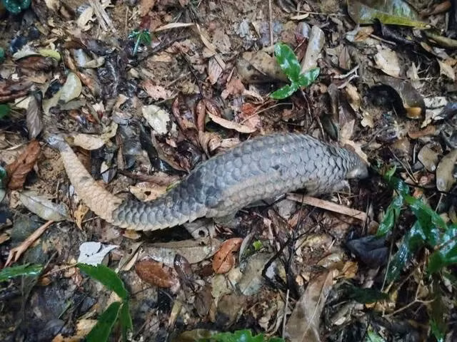 Le pangolin de Java a été relâché dans son habitat naturel. Photo: Centre de sauvetage, de conservation et de développement des créatures