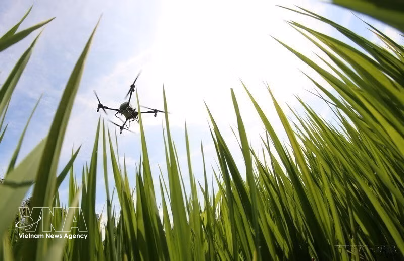 Le secteur agricole vietnamien connaît actuellement une transformation profonde vers un modèle de croissance verte. Photo: VNA