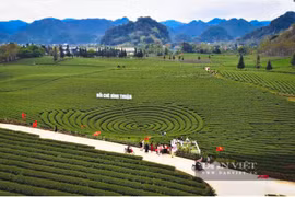 Les collines de thé de la commune de Binh Thuân, au pied du col de Pha Đin, attirent les touristes en quête d'expériences uniques. Photo : danviet.vn