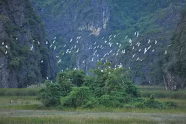 Le Vietnam est considéré comme l’un des sites les plus importants pour les oiseaux migrateurs et endémiques. Photo : VNA