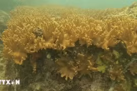 La lumière naturelle du soleil illumine un récif de corail chou-fleur vibrant dans les eaux de l’aire marine protégée de Cà Mau. Photo : VNA