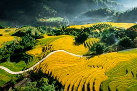 Le district de Hoàng Su Phi, province de Hà Giang (Nord) est en particulier célèbre pour ses rizières en amphithéâtres, sans doute le panorama le plus spectaculaire tant les terrasses de riz. Photo: VNA