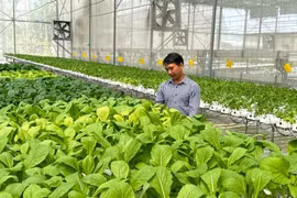 Pour la période 2026–2030, Hô Chi Minh-Ville privilégie la transition vers des modèles de production utilisant des serres intelligentes et des systèmes d’irrigation économes en eau.