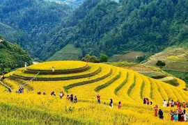 Les rizières en terrasses se parent d'or dans le Nord-Ouest du Vietnam. Photo: NDEL