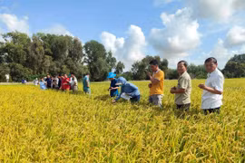 Les agriculteurs du delta du Mékong adoptent des pratiques agricoles durables pour répondre aux exigences des marchés d'exportation de haute qualité grâce à l'initiative Mekong Rice financée par ACIAR et SunRice de 2022 à 2025. Photo : Ambassade d’Australie au Vietnam