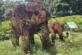 Une sculpture « particulière » représentant une mère éléphante et son petit, fabriquée à partir de milliers de pièges et câbles saisis dans la forêt du parc national de Pu Mat. 