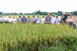 Un modèle de riziculture de haute qualité et à faibles émissions est mis en œuvre à la coopérative agricole de Phuoc Hao, dans la province de Vinh Long, dans le delta du Mékong. Photo : VNA