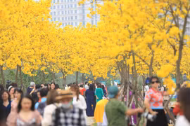 Une fois écloses, les fleurs de Tabebuia arborent une couleur jaune vif et poussent en grappes, semblables à de petites trompettes. Photo: VietnamPlus