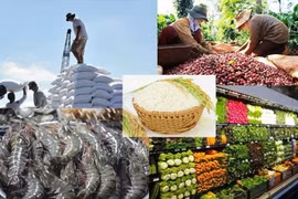Selon le ministère de l’Agriculture et de l’Environnement, les exportations vietnamiennes de produits agricoles, sylvicoles et aquatiques ont atteint près de 49,31 milliards de dollars au cours des huit premiers mois de 2026, soit une hausse de 7% sur un an. Photo: NN
