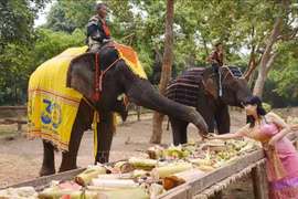 Des éléphants participant aux activités touristiques responsables sont vêtus de tissus de brocart pour se protéger du soleil et sont décorés de motifs sur leur tête. Photo: VNA