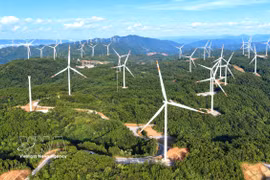 Grâce à des conditions topographiques idéales et des vents réguliers, la région a attiré des dizaines de projets majeurs représentant des investissements de milliers de milliards de dôngs. Photo: VNA
