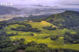 Dans le district de Miên Dôi, les collines sont parsemées de champs en terrasses et d'arbres forestiers. Photo : baotintuc.vn