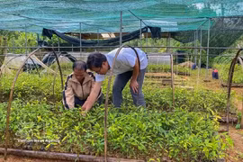 Des membres de la coopérative de plantes médicinales Anh Duong, dans la commune de Tây Giang, prennent soin de jeunes plants. Photo: VNA