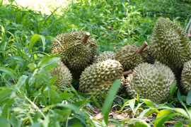 Durians de la province de Lâm Dong destinés à l'exportation. Photo : VNA