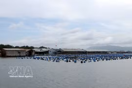 Les radeaux aquacoles sur la rivière Rang, dans la commune de Long Son, tirent profit de la transformation numérique, en exploitant la technologie pour les opérations d'élevage et la vente en ligne. Photo : VNA
