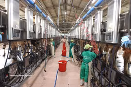 Collecte de lait à la ferme laitière de Vinamilk, située dans la zone d'élevage centralisée de Nhon Tân, dans la commune d'An Nhon Tây, province de Gia Lai. Photo : VNA