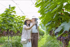 Des touristes se prennent des photos au milieu des vignes luxuriantes de la commune de Muong Phan, province de Diên Biên. Photo : VNA