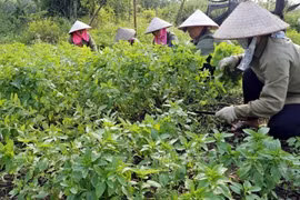 Récolte des plantes médicinales de la Coopérative de production et de transformation de plantes médicinales de Sinh Duoc, à Ninh Binh. Photo : VNP