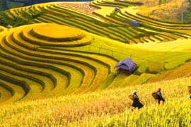 Hoàng Su Phì entre dans la saison des rizières dorées en septembre. Photo : ninhthuantravels.com