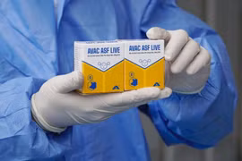 Le vaccin contre la peste porcine africaine AVAC ASF LIVE. Photo : AVAC