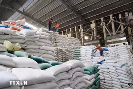 Le riz est l’un des produits d’exportation phares du Vietnam vers Cuba. Photo : VNA