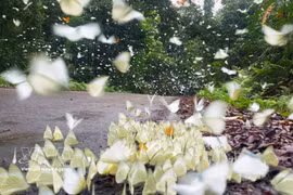 Papillons au Parc national de Cuc Phuong. Photo : VNA