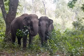 Éléphants au Parc national de Yok Dôn (Hauts plateaux du Centre). Photo : CTV