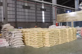 La ville de Cân Tho compte environ 390.000 hectares de terres rizicoles, produisant 4,6 millions de tonnes de paddy, soit l'équivalent d'environ 3 millions de tonnes de riz. Photo : VNA